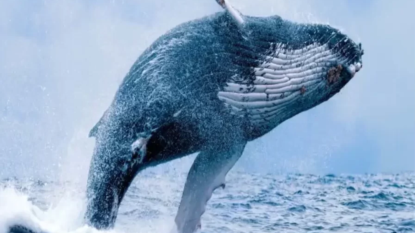 Snowball The Humpback Whale